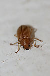 Grape Colaspis (Colaspis brunnea) At porch lights near an overgrown backyard habitat in NW Georgia (Gordon County), US. August 20, 2018.<br />
https://www.jungledragon.com/image/65430/id_help_appreciated_-_coleoptera.html<br />
<br />
 From  "Costate species of Colaspis in the United States," the key points to C. brunnea having a metallic margin on prothorax and elytra. C. hespera does not have these margins. Colaspis,Colaspis brunnea,Geotagged,Insecta,Summer,United States,beetle,beetles,coleoptera,insect