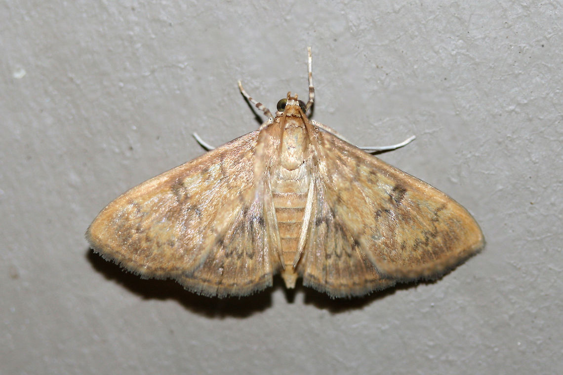 Brown Feather Moth (Psara obscuralis) <br />
At porch lights near an overgrown backyard habitat.<br />
 Geotagged,Psara obscuralis,Summer,United States.