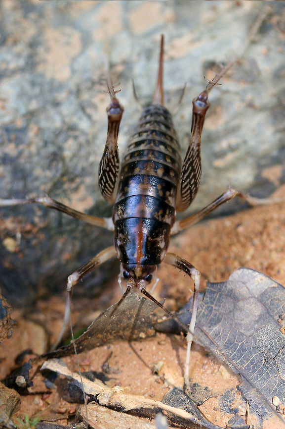 Ceuthophilus sp. At the edge of a dense mixed hardwood/coniferous forest in NW Georgia (Gordon County), US. August 18, 2018.<br />
<figure class="photo"><a href="https://www.jungledragon.com/image/65447/ceuthophilus_sp.html" title="Ceuthophilus sp."><img src="https://s3.amazonaws.com/media.jungledragon.com/images/3231/65447_thumb.jpg?AWSAccessKeyId=05GMT0V3GWVNE7GGM1R2&Expires=1759968010&Signature=E%2BK7knIGGVmr3u6i%2FBmhq6JZfL4%3D" width="200" height="138" alt="Ceuthophilus sp. At the edge of a dense mixed hardwood/coniferous forest in NW Georgia (Gordon County), US. August 18, 2018.<br />
https://www.jungledragon.com/image/65445/family_anostostomatidae_or_rhaphidophoridae_tettigoniid.html<br />
https://www.jungledragon.com/image/65446/family_anostostomatidae_or_rhaphidophoridae_tettigoniid.html" /></a></figure><br />
<figure class="photo"><a href="https://www.jungledragon.com/image/65446/ceuthophilus_sp.html" title="Ceuthophilus sp."><img src="https://s3.amazonaws.com/media.jungledragon.com/images/3231/65446_thumb.jpg?AWSAccessKeyId=05GMT0V3GWVNE7GGM1R2&Expires=1759968010&Signature=5x%2FXuN0F%2FL5vAelXdCg4AZSM3%2Fo%3D" width="200" height="134" alt="Ceuthophilus sp. At the edge of a dense mixed hardwood/coniferous forest in NW Georgia (Gordon County), US. August 18, 2018.<br />
https://www.jungledragon.com/image/65447/family_anostostomatidae_or_rhaphidophoridae_tettigoniid.html<br />
https://www.jungledragon.com/image/65445/family_anostostomatidae_or_rhaphidophoridae_tettigoniid.html Geotagged,Summer,United States" /></a></figure> Geotagged,Summer,United States