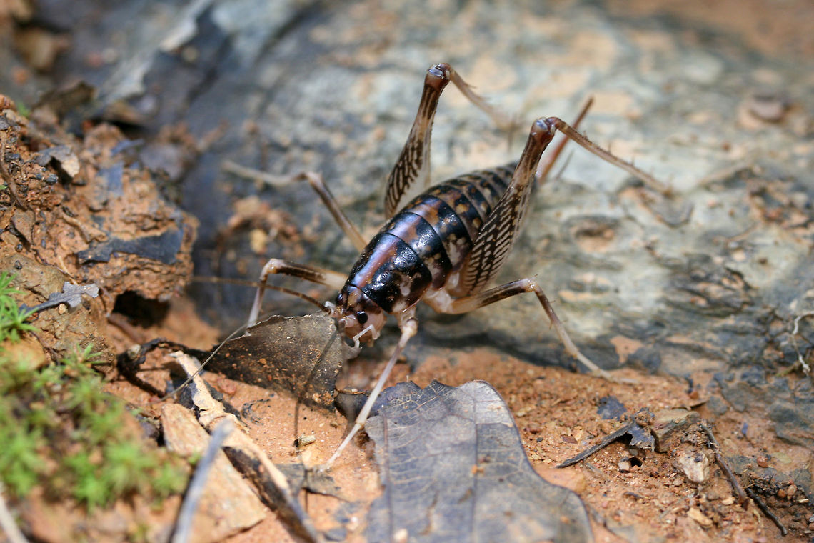 Ceuthophilus sp. At the edge of a dense mixed hardwood/coniferous forest in NW Georgia (Gordon County), US. August 18, 2018.<br />
<figure class="photo"><a href="https://www.jungledragon.com/image/65447/ceuthophilus_sp.html" title="Ceuthophilus sp."><img src="https://s3.amazonaws.com/media.jungledragon.com/images/3231/65447_thumb.jpg?AWSAccessKeyId=05GMT0V3GWVNE7GGM1R2&Expires=1759968010&Signature=E%2BK7knIGGVmr3u6i%2FBmhq6JZfL4%3D" width="200" height="138" alt="Ceuthophilus sp. At the edge of a dense mixed hardwood/coniferous forest in NW Georgia (Gordon County), US. August 18, 2018.<br />
https://www.jungledragon.com/image/65445/family_anostostomatidae_or_rhaphidophoridae_tettigoniid.html<br />
https://www.jungledragon.com/image/65446/family_anostostomatidae_or_rhaphidophoridae_tettigoniid.html" /></a></figure><br />
<figure class="photo"><a href="https://www.jungledragon.com/image/65445/ceuthophilus_sp.html" title="Ceuthophilus sp."><img src="https://s3.amazonaws.com/media.jungledragon.com/images/3231/65445_thumb.jpg?AWSAccessKeyId=05GMT0V3GWVNE7GGM1R2&Expires=1759968010&Signature=D%2BCUDjZgKLcGMVJHEYDZt%2Fv6cJ4%3D" width="102" height="152" alt="Ceuthophilus sp. At the edge of a dense mixed hardwood/coniferous forest in NW Georgia (Gordon County), US. August 18, 2018.<br />
https://www.jungledragon.com/image/65447/family_anostostomatidae_or_rhaphidophoridae_tettigoniid.html<br />
https://www.jungledragon.com/image/65446/family_anostostomatidae_or_rhaphidophoridae_tettigoniid.html Geotagged,Summer,United States" /></a></figure> Geotagged,Summer,United States