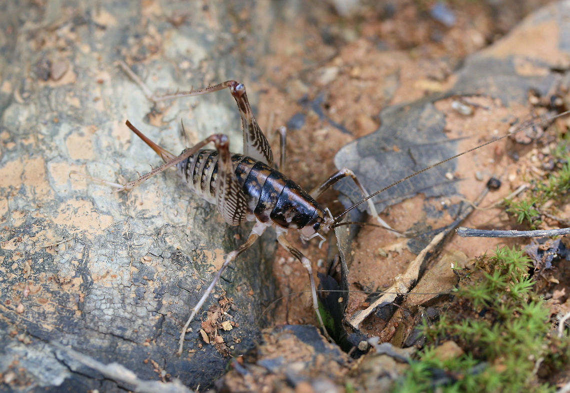 Ceuthophilus sp. At the edge of a dense mixed hardwood/coniferous forest in NW Georgia (Gordon County), US. August 18, 2018.<br />
<figure class="photo"><a href="https://www.jungledragon.com/image/65445/ceuthophilus_sp.html" title="Ceuthophilus sp."><img src="https://s3.amazonaws.com/media.jungledragon.com/images/3231/65445_thumb.jpg?AWSAccessKeyId=05GMT0V3GWVNE7GGM1R2&Expires=1759968010&Signature=D%2BCUDjZgKLcGMVJHEYDZt%2Fv6cJ4%3D" width="102" height="152" alt="Ceuthophilus sp. At the edge of a dense mixed hardwood/coniferous forest in NW Georgia (Gordon County), US. August 18, 2018.<br />
https://www.jungledragon.com/image/65447/family_anostostomatidae_or_rhaphidophoridae_tettigoniid.html<br />
https://www.jungledragon.com/image/65446/family_anostostomatidae_or_rhaphidophoridae_tettigoniid.html Geotagged,Summer,United States" /></a></figure><br />
<figure class="photo"><a href="https://www.jungledragon.com/image/65446/ceuthophilus_sp.html" title="Ceuthophilus sp."><img src="https://s3.amazonaws.com/media.jungledragon.com/images/3231/65446_thumb.jpg?AWSAccessKeyId=05GMT0V3GWVNE7GGM1R2&Expires=1759968010&Signature=5x%2FXuN0F%2FL5vAelXdCg4AZSM3%2Fo%3D" width="200" height="134" alt="Ceuthophilus sp. At the edge of a dense mixed hardwood/coniferous forest in NW Georgia (Gordon County), US. August 18, 2018.<br />
https://www.jungledragon.com/image/65447/family_anostostomatidae_or_rhaphidophoridae_tettigoniid.html<br />
https://www.jungledragon.com/image/65445/family_anostostomatidae_or_rhaphidophoridae_tettigoniid.html Geotagged,Summer,United States" /></a></figure>