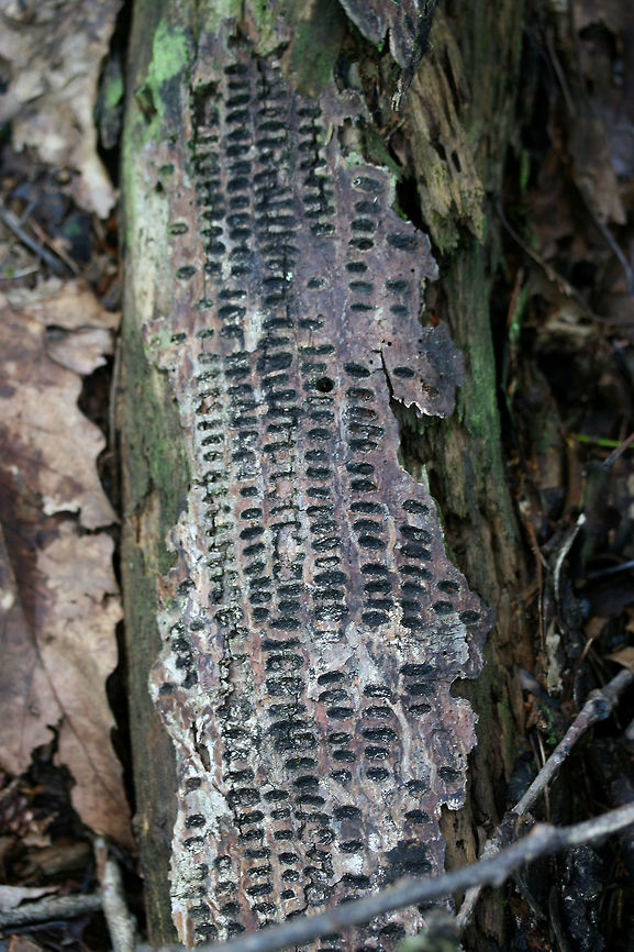 Yellow-bellied Sapsucker (Sphyrapicus varius) Phloem Wells Holes in deadwood in a dense mixed hardwood/coniferous forest in NW Georgia (Gordon County), US.<br />
 Geotagged,Summer,United States