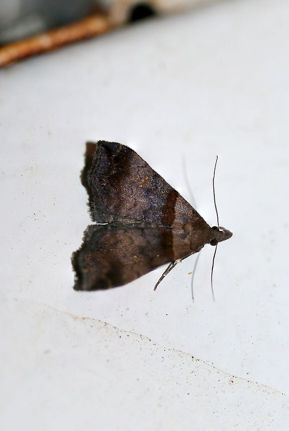 Ambiguous Moth (Lascoria ambigualis) At porch lights near an overgrown backyard habitat.<br />
 Ambiguous moth,Geotagged,Lascoria ambigualis,Summer,United States