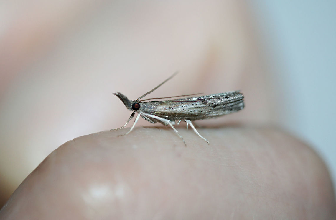 Changeable Grass-Veneer  (Fissicrambus mutabilis)? At porch lights near an overgrown backyard habitat.<br />
 Changeable grass-veneer,Fissicrambus mutabilis,Geotagged,Summer,United States