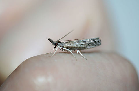 Changeable Grass-Veneer  (Fissicrambus mutabilis)? At porch lights near an overgrown backyard habitat.
 Changeable grass-veneer,Fissicrambus mutabilis,Geotagged,Summer,United States