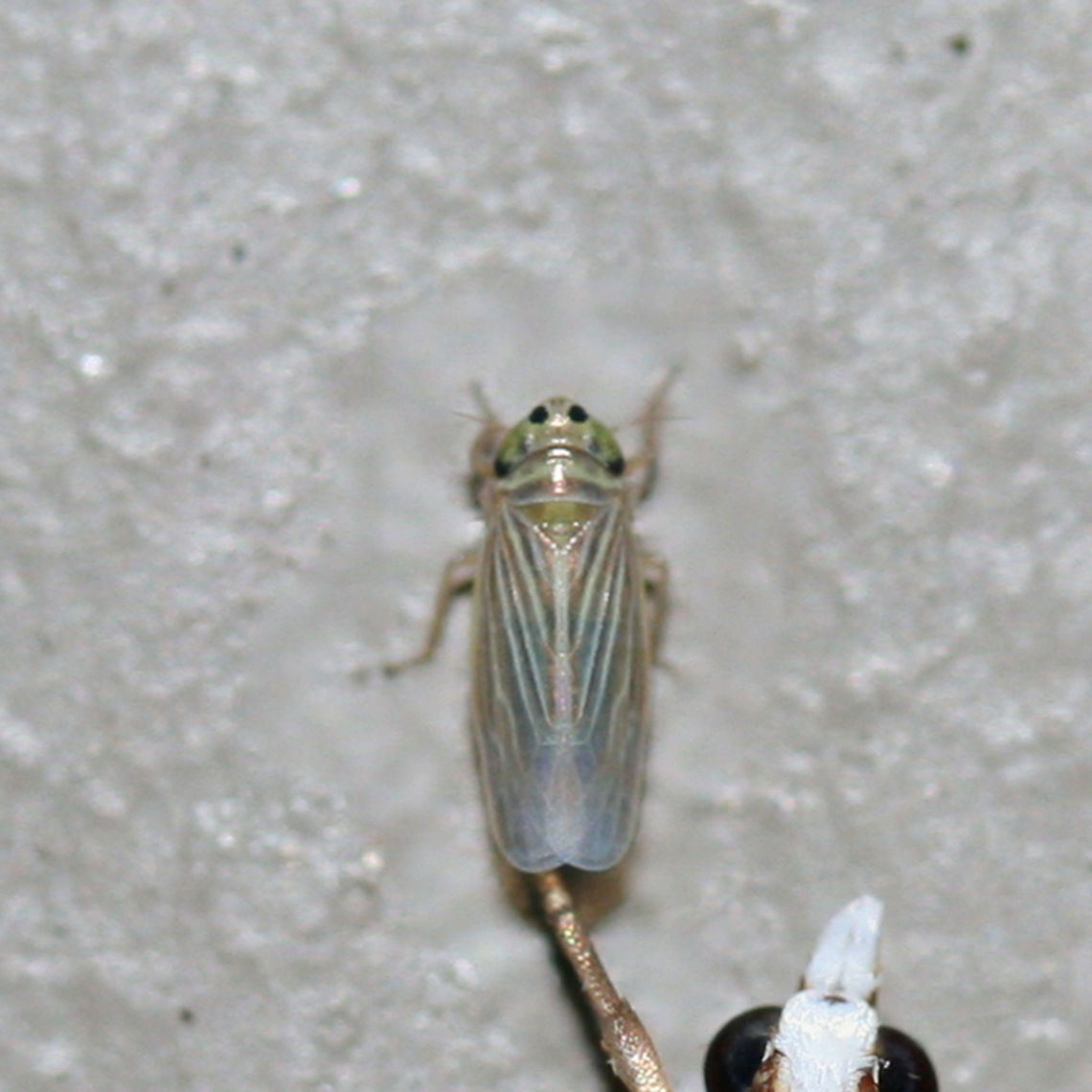 Graminella villica At porch lights near an overgrown backyard habitat. With a friend, the Snowy Urola Moth (Urola nivalis).<br />
 Geotagged,Graminella villica,Gray lawn leafhopper,Summer,United States