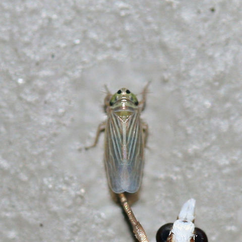 Graminella villica At porch lights near an overgrown backyard habitat. With a friend, the Snowy Urola Moth (Urola nivalis).
 Geotagged,Graminella villica,Gray lawn leafhopper,Summer,United States