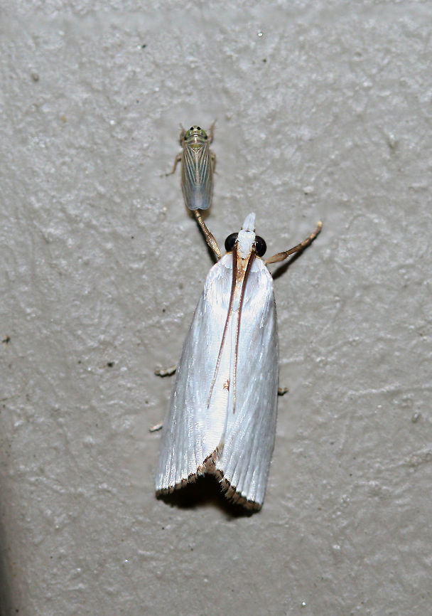 Snowy Urola Moth (Urola nivalis) At porch lights near an overgrown backyard habitat. With a  friend, the Gray Lawn Leafhopper (Exitianus exitiosus). Geotagged,Snowy urola moth,Summer,United States,Urola nivalis