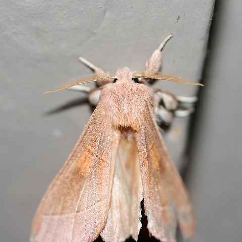 White-dotted Prominent Moth (Nadata gibbosa) Worn individual at porch lights near an overgrown backyard habitat.
 
Unfortunately, it flew away before I could get any decent shots! Geotagged,Nadata gibbosa,Rough prominent,Summer,United States
