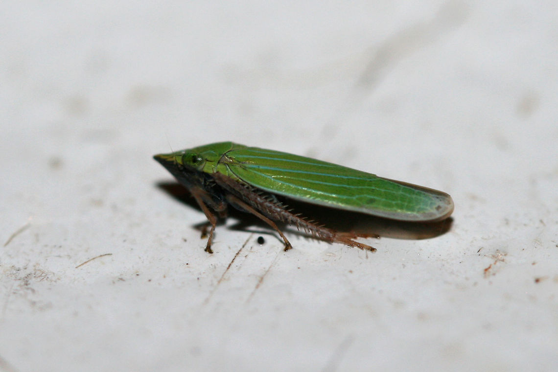 Sharpshooter (Draeculacephala sp.) At porch lights near an overgrown backyard habitat. Geotagged,Summer,United States
