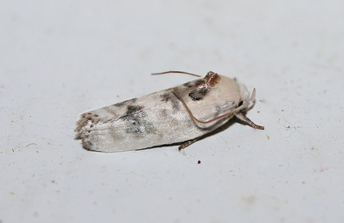 Antaeotricha schlaegeri or Antaeotricha leucillana ID help is much appreciated!<br />
<br />
At porch lights near an overgrown backyard habitat in NW Georgia (Gordon County), US. August 23, 2018.<br />
<br />
Size is within the overlap range for Antaeotricha schlaegeri and Antaeotricha leucillana, but I'm not sure how to further differentiate.<br />
<figure class="photo"><a href="https://www.jungledragon.com/image/65456/antaeotricha_schlaegeri_or_antaeotricha_leucillana.html" title="Antaeotricha schlaegeri or Antaeotricha leucillana"><img src="https://s3.amazonaws.com/media.jungledragon.com/images/3231/65456_thumb.jpg?AWSAccessKeyId=05GMT0V3GWVNE7GGM1R2&Expires=1759968010&Signature=2xwwrh6rLtugDWV%2BDSyFgzdoa04%3D" width="104" height="152" alt="Antaeotricha schlaegeri or Antaeotricha leucillana ID help is much appreciated!<br />
<br />
At porch lights near an overgrown backyard habitat in NW Georgia (Gordon County), US. August 23, 2018.<br />
<br />
Size is within the overlap range for Antaeotricha schlaegeri and Antaeotricha leucillana, but I'm not sure how to further differentiate.<br />
https://www.jungledragon.com/image/65455/antaeotricha_schlaegeri_or_antaeotricha_leucillana.html Geotagged,Summer,United States" /></a></figure> Geotagged,Summer,United States