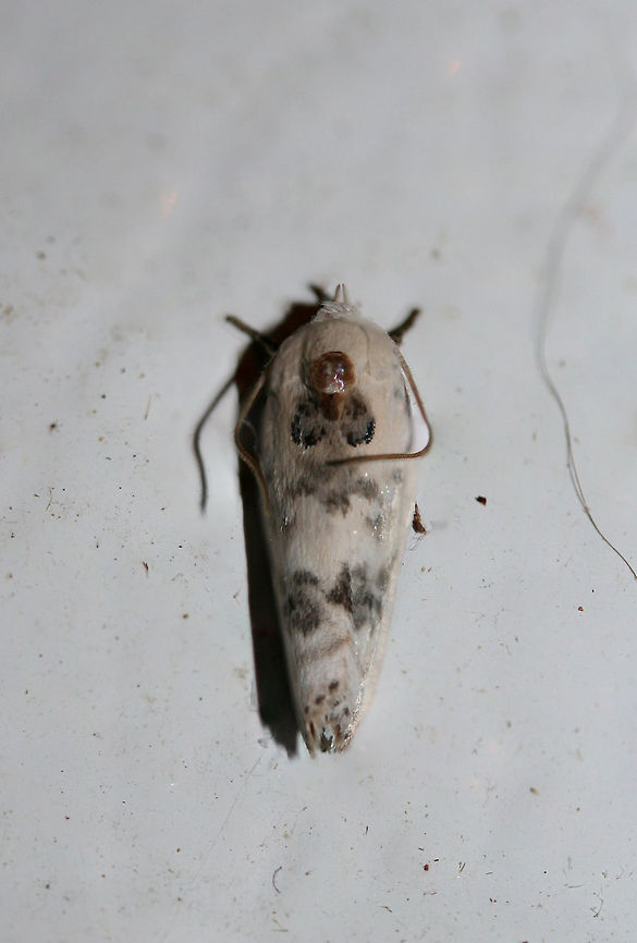 Antaeotricha schlaegeri or Antaeotricha leucillana ID help is much appreciated!<br />
<br />
At porch lights near an overgrown backyard habitat in NW Georgia (Gordon County), US. August 23, 2018.<br />
<br />
Size is within the overlap range for Antaeotricha schlaegeri and Antaeotricha leucillana, but I&#039;m not sure how to further differentiate.<br />
<figure class="photo"><a href="https://www.jungledragon.com/image/65455/antaeotricha_schlaegeri_or_antaeotricha_leucillana.html" title="Antaeotricha schlaegeri or Antaeotricha leucillana"><img src="https://s3.amazonaws.com/media.jungledragon.com/images/3231/65455_thumb.jpg?AWSAccessKeyId=05GMT0V3GWVNE7GGM1R2&Expires=1759968010&Signature=1KOq6UjDfnPblhxc9mXNpPpyzCM%3D" width="200" height="130" alt="Antaeotricha schlaegeri or Antaeotricha leucillana ID help is much appreciated!<br />
<br />
At porch lights near an overgrown backyard habitat in NW Georgia (Gordon County), US. August 23, 2018.<br />
<br />
Size is within the overlap range for Antaeotricha schlaegeri and Antaeotricha leucillana, but I&#039;m not sure how to further differentiate.<br />
https://www.jungledragon.com/image/65456/antaeotricha_schlaegeri_or_antaeotricha_leucillana.html Geotagged,Summer,United States" /></a></figure> Geotagged,Summer,United States