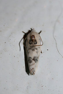 Antaeotricha schlaegeri or Antaeotricha leucillana ID help is much appreciated!

At porch lights near an overgrown backyard habitat in NW Georgia (Gordon County), US. August 23, 2018.

Size is within the overlap range for Antaeotricha schlaegeri and Antaeotricha leucillana, but I'm not sure how to further differentiate.
https://www.jungledragon.com/image/65455/antaeotricha_schlaegeri_or_antaeotricha_leucillana.html Geotagged,Summer,United States
