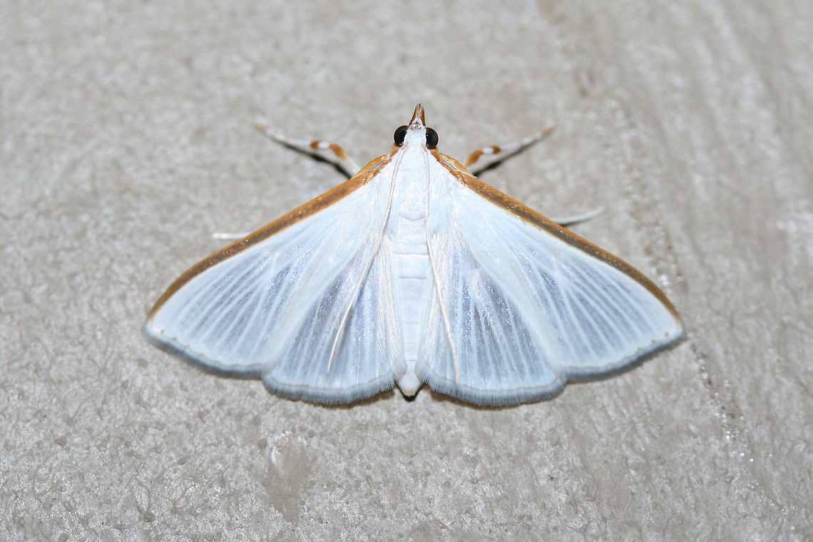 White Palpita Moth (Diaphania costata) At porch lights near an overgrown backyard habitat.<br />
 Diaphania costata,Geotagged,Summer,United States