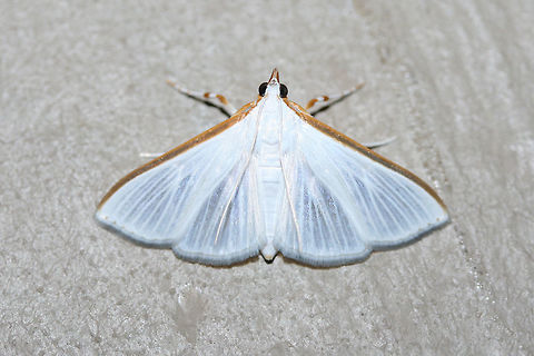 White Palpita Moth (Diaphania costata) At porch lights near an overgrown backyard habitat.
 Diaphania costata,Geotagged,Summer,United States