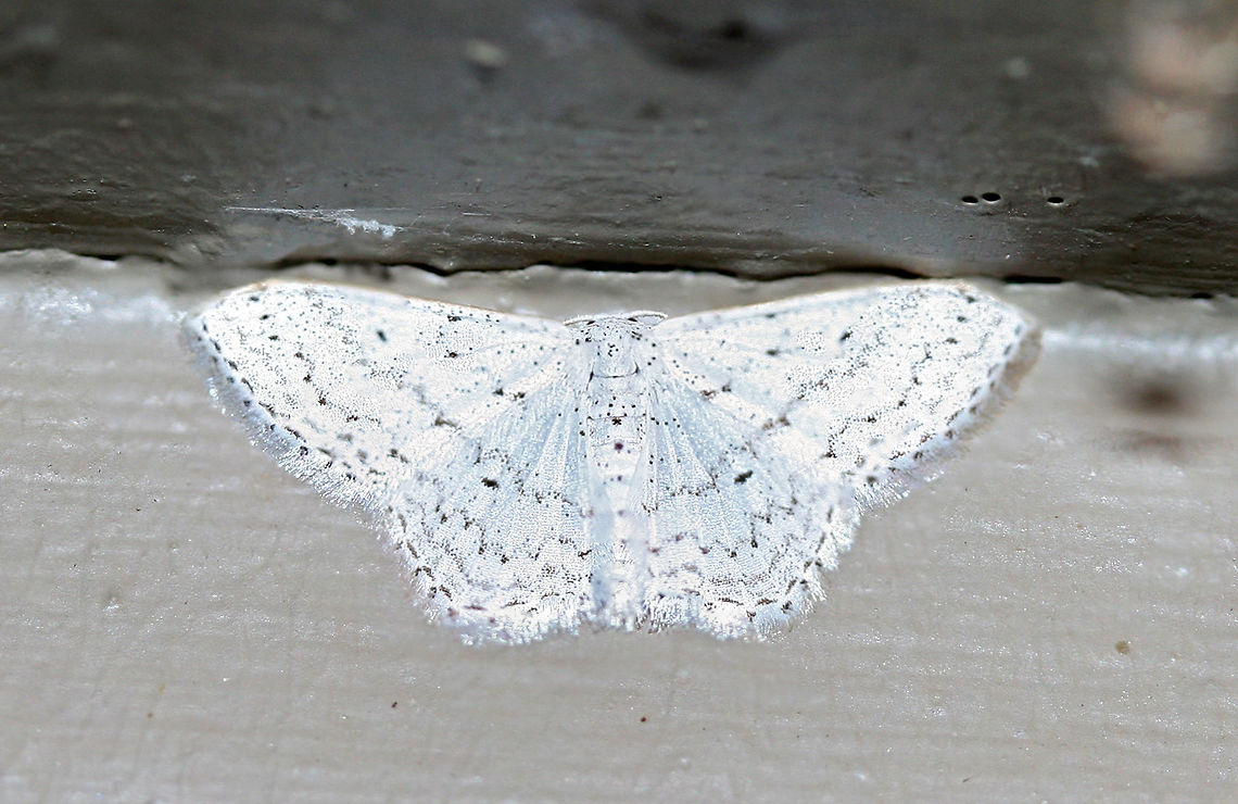 Dot-Lined Wave Moth (Idaea tacturata) Small Geometrid moth at porch lights near an overgrown back yard habitat.<br />
<br />
The wings were highly reflective, so I had to adjust the exposure just a bit! Dot-lined wave moth,Geotagged,Idaea tacturata,Summer,United States