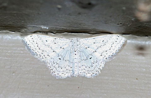 Dot-Lined Wave Moth (Idaea tacturata) Small Geometrid moth at porch lights near an overgrown back yard habitat.

The wings were highly reflective, so I had to adjust the exposure just a bit! Dot-lined wave moth,Geotagged,Idaea tacturata,Summer,United States