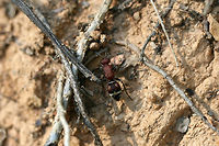 Timulla dubitata ♀ There were several of these in a disturbed area at the edge of a dense mixed hardwood/coniferous forest in NW Georgia (Gordon County), US. August 23, 2018.<br />
https://www.jungledragon.com/image/65478/unknown_mutillid_wasp.html Geotagged,Summer,Timulla dubitata,United States
