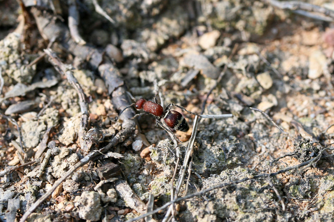 Timulla dubitata ♀ There were several of these in a disturbed area at the edge of a dense mixed hardwood/coniferous forest in NW Georgia (Gordon County), US. August 23, 2018.<br />
<figure class="photo"><a href="https://www.jungledragon.com/image/65477/timulla_dubitata_.html" title="Timulla dubitata ♀"><img src="https://s3.amazonaws.com/media.jungledragon.com/images/3231/65477_thumb.jpg?AWSAccessKeyId=05GMT0V3GWVNE7GGM1R2&Expires=1767225610&Signature=d694ro%2B%2F8VwUabVOlhBHNfBqO1M%3D" width="200" height="134" alt="Timulla dubitata ♀ There were several of these in a disturbed area at the edge of a dense mixed hardwood/coniferous forest in NW Georgia (Gordon County), US. August 23, 2018.<br />
https://www.jungledragon.com/image/65478/unknown_mutillid_wasp.html Geotagged,Summer,Timulla dubitata,United States" /></a></figure> Geotagged,Summer,Timulla dubitata,United States