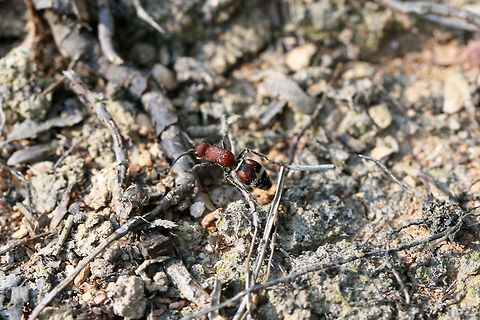 Timulla dubitata ♀ There were several of these in a disturbed area at the edge of a dense mixed hardwood/coniferous forest in NW Georgia (Gordon County), US. August 23, 2018.
https://www.jungledragon.com/image/65477/unknown_mutillid_wasp.html Geotagged,Summer,Timulla dubitata,United States