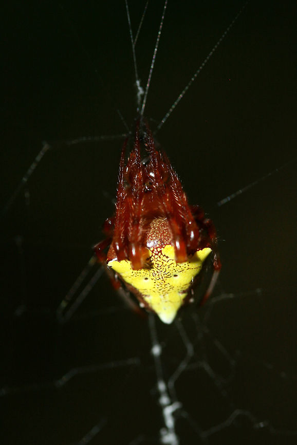 Arrowhead Orbweaver (Verrucosa arenata) ♀ In a dense mixed hardwood/coniferous forest in NW Georgia (Gordon County), US.<br />
<figure class="photo"><a href="https://www.jungledragon.com/image/65483/arrowhead_orbweaver_verrucosa_arenata_.html" title="Arrowhead Orbweaver (Verrucosa arenata) ♀"><img src="https://s3.amazonaws.com/media.jungledragon.com/images/3231/65483_thumb.jpg?AWSAccessKeyId=05GMT0V3GWVNE7GGM1R2&Expires=1759968010&Signature=hH8b6ap%2F%2B7PzH%2FiyA0XTBILy1yQ%3D" width="102" height="152" alt="Arrowhead Orbweaver (Verrucosa arenata) ♀ In a dense mixed hardwood/coniferous forest in NW Georgia (Gordon County), US.<br />
https://www.jungledragon.com/image/65482/arrowhead_orbweaver_verrucosa_arenata_.html<br />
<br />
Verrucosa arenata is a species of fishing spider or orbweaver which builds large, loose webs between trees each morning. They remove old webs at sunrise before constructing new ones. This species is unusual in that it usually hangs upside-down (head up) in its web.<br />
<br />
Note: These are extremely common on our forested land, and I enjoy observing them so much! They respond dramatically to the sound of one's voice, rapidly extending their legs (usually held tightly to the body) horizontally. Geotagged,Summer,United States,Verrucosa arenata" /></a></figure><br />
<br />
Verrucosa arenata is a species of fishing spider or orbweaver which builds large, loose webs between trees each morning. They remove old webs at sunrise before constructing new ones. This species is unusual in that it usually hangs upside-down (head up) in its web.<br />
<br />
Note: These are extremely common on our forested land, and I enjoy observing them so much! They respond dramatically to the sound of one's voice, rapidly extending their legs (usually held tightly to the body) horizontally. Geotagged,Summer,United States,Verrucosa arenata