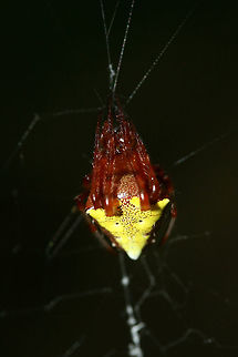 Arrowhead Orbweaver (Verrucosa arenata) ♀ In a dense mixed hardwood/coniferous forest in NW Georgia (Gordon County), US.
https://www.jungledragon.com/image/65483/arrowhead_orbweaver_verrucosa_arenata_.html

Verrucosa arenata is a species of fishing spider or orbweaver which builds large, loose webs between trees each morning. They remove old webs at sunrise before constructing new ones. This species is unusual in that it usually hangs upside-down (head up) in its web.

Note: These are extremely common on our forested land, and I enjoy observing them so much! They respond dramatically to the sound of one's voice, rapidly extending their legs (usually held tightly to the body) horizontally. Geotagged,Summer,United States,Verrucosa arenata