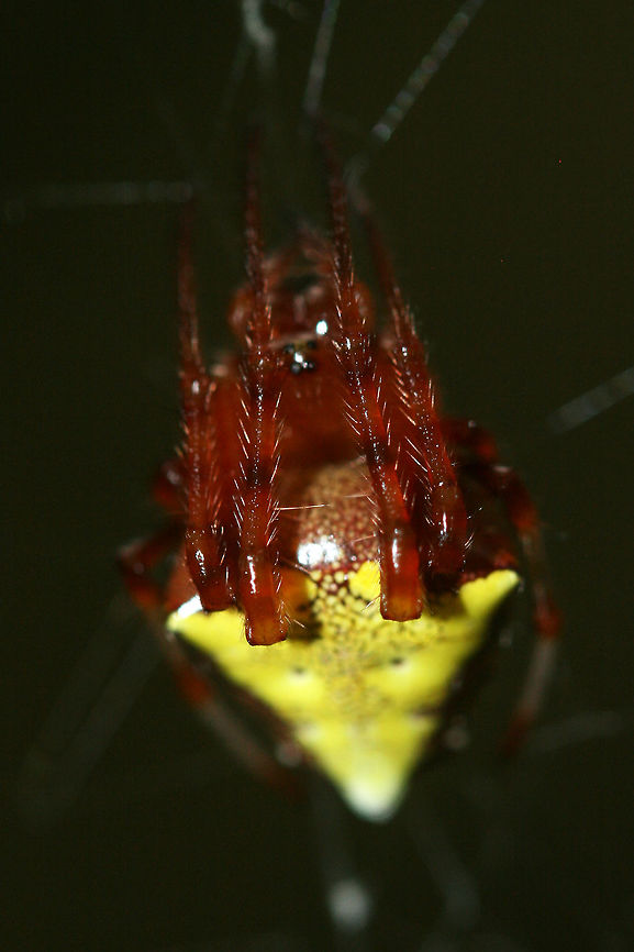 Arrowhead Orbweaver (Verrucosa arenata) ♀ In a dense mixed hardwood/coniferous forest in NW Georgia (Gordon County), US.<br />
<figure class="photo"><a href="https://www.jungledragon.com/image/65482/arrowhead_orbweaver_verrucosa_arenata_.html" title="Arrowhead Orbweaver (Verrucosa arenata) ♀"><img src="https://s3.amazonaws.com/media.jungledragon.com/images/3231/65482_thumb.jpg?AWSAccessKeyId=05GMT0V3GWVNE7GGM1R2&Expires=1767225610&Signature=cVw67DSBX6FuQJ1zyAgHYquQuaI%3D" width="102" height="152" alt="Arrowhead Orbweaver (Verrucosa arenata) ♀ In a dense mixed hardwood/coniferous forest in NW Georgia (Gordon County), US.<br />
https://www.jungledragon.com/image/65483/arrowhead_orbweaver_verrucosa_arenata_.html<br />
<br />
Verrucosa arenata is a species of fishing spider or orbweaver which builds large, loose webs between trees each morning. They remove old webs at sunrise before constructing new ones. This species is unusual in that it usually hangs upside-down (head up) in its web.<br />
<br />
Note: These are extremely common on our forested land, and I enjoy observing them so much! They respond dramatically to the sound of one&#039;s voice, rapidly extending their legs (usually held tightly to the body) horizontally. Geotagged,Summer,United States,Verrucosa arenata" /></a></figure><br />
<br />
Verrucosa arenata is a species of fishing spider or orbweaver which builds large, loose webs between trees each morning. They remove old webs at sunrise before constructing new ones. This species is unusual in that it usually hangs upside-down (head up) in its web.<br />
<br />
Note: These are extremely common on our forested land, and I enjoy observing them so much! They respond dramatically to the sound of one&#039;s voice, rapidly extending their legs (usually held tightly to the body) horizontally. Geotagged,Summer,United States,Verrucosa arenata