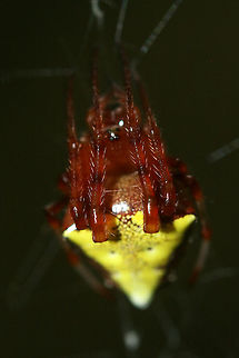 Arrowhead Orbweaver (Verrucosa arenata) ♀ In a dense mixed hardwood/coniferous forest in NW Georgia (Gordon County), US.
https://www.jungledragon.com/image/65482/arrowhead_orbweaver_verrucosa_arenata_.html
Verrucosa arenata is a species of fishing spider or orbweaver which builds large, loose webs between trees each morning. They remove old webs at sunrise before constructing new ones. This species is unusual in that it usually hangs upside-down (head up) in its web.
Note: These are extremely common on our forested land, and I enjoy observing them so much! They respond dramatically to the sound of one's voice, rapidly extending their legs (usually held tightly to the body) horizontally. Geotagged,Summer,United States,Verrucosa arenata