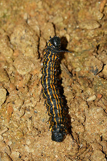 Peigler's Oakworm Moth (Anisota peigleri) In a disturbed area near a dense mixed hardwood/coniferous forest in NW Georgia (Gordon County), US.
 Anisota peigleri,Geotagged,Peigler's Oakworm Moth,Summer,United States