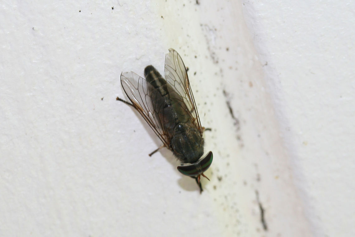 Striped Horsefly (Tabanus lineola) ♂ At porch lights near an overgrown backyard habitat.<br />
 Geotagged,Summer,Tabanus lineola,United States