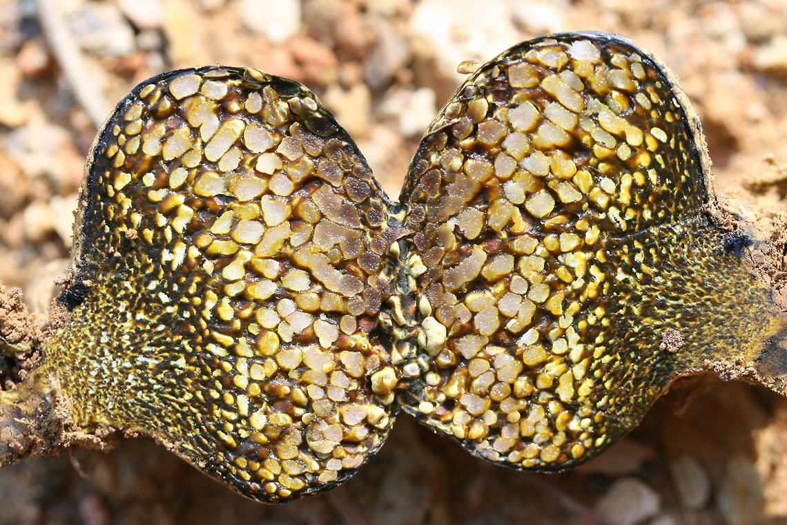 Dyeball (Pisolithus arhizus) At the disturbed edge of a mixed hardwood/coniferous forest in NW Georgia (Gordon COunty), US. Growing near roots of downed trees.<br />
<figure class="photo"><a href="https://www.jungledragon.com/image/65499/dyeball_pisolithus_arhizus.html" title="Dyeball (Pisolithus arhizus)"><img src="https://s3.amazonaws.com/media.jungledragon.com/images/3231/65499_thumb.jpg?AWSAccessKeyId=05GMT0V3GWVNE7GGM1R2&Expires=1767225610&Signature=VuE0p8%2BhiE8yxfoFv9EV%2FVXH8PM%3D" width="102" height="152" alt="Dyeball (Pisolithus arhizus) At the disturbed edge of a mixed hardwood/coniferous forest in NW Georgia (Gordon COunty), US. Growing near  roots of downed trees.<br />
https://www.jungledragon.com/image/65497/dyeball_pisolithus_arrhizus.html<br />
https://www.jungledragon.com/image/65496/dyeball_pisolithus_arrhizus.html<br />
<br />
And the proper spelling for is P. arhizus. Not sure why wikipedia has the misspelling :) Geotagged,Pisolithus arrhizus,Summer,United States" /></a></figure><br />
<figure class="photo"><a href="https://www.jungledragon.com/image/65497/dyeball_pisolithus_arhizus.html" title="Dyeball (Pisolithus arhizus)"><img src="https://s3.amazonaws.com/media.jungledragon.com/images/3231/65497_thumb.jpg?AWSAccessKeyId=05GMT0V3GWVNE7GGM1R2&Expires=1767225610&Signature=AXXLExUh6UeaHrq4dXDJte0Q8PA%3D" width="200" height="134" alt="Dyeball (Pisolithus arhizus) At the disturbed edge of a mixed hardwood/coniferous forest in NW Georgia (Gordon COunty), US. Growing near roots of downed trees.<br />
https://www.jungledragon.com/image/65499/dyeball_pisolithus_arrhizus.html<br />
https://www.jungledragon.com/image/65496/dyeball_pisolithus_arrhizus.html<br />
<br />
And the proper spelling for is P. arhizus. Not sure why wikipedia has the misspelling :) Geotagged,Pisolithus arrhizus,Summer,United States" /></a></figure><br />
<br />
And the proper spelling for is P. arhizus. Not sure why wikipedia has the misspelling :) Geotagged,Pisolithus arrhizus,Summer,United States