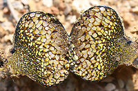 Dyeball (Pisolithus arhizus) At the disturbed edge of a mixed hardwood/coniferous forest in NW Georgia (Gordon COunty), US. Growing near roots of downed trees.<br />
https://www.jungledragon.com/image/65499/dyeball_pisolithus_arrhizus.html<br />
https://www.jungledragon.com/image/65497/dyeball_pisolithus_arrhizus.html<br />
<br />
And the proper spelling for is P. arhizus. Not sure why wikipedia has the misspelling :) Geotagged,Pisolithus arrhizus,Summer,United States