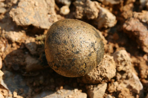 Dyeball (Pisolithus arhizus) At the disturbed edge of a mixed hardwood/coniferous forest in NW Georgia (Gordon COunty), US. Growing near roots of downed trees.
https://www.jungledragon.com/image/65499/dyeball_pisolithus_arrhizus.html
https://www.jungledragon.com/image/65496/dyeball_pisolithus_arrhizus.html

And the proper spelling for is P. arhizus. Not sure why wikipedia has the misspelling :) Geotagged,Pisolithus arrhizus,Summer,United States