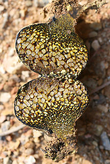 Dyeball (Pisolithus arhizus) At the disturbed edge of a mixed hardwood/coniferous forest in NW Georgia (Gordon COunty), US. Growing near  roots of downed trees.
https://www.jungledragon.com/image/65497/dyeball_pisolithus_arrhizus.html
https://www.jungledragon.com/image/65496/dyeball_pisolithus_arrhizus.html

And the proper spelling for is P. arhizus. Not sure why wikipedia has the misspelling :) Geotagged,Pisolithus arrhizus,Summer,United States