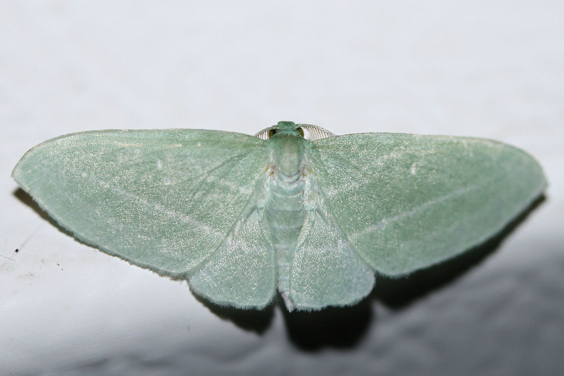 Bad-Wing Moth (Dyspteris abortivaria) At porch lights near an overgrown back yard habitat.<br />
<figure class="photo"><a href="https://www.jungledragon.com/image/65516/bad-wing_moth_dyspteris_abortivaria.html" title="Bad-Wing Moth (Dyspteris abortivaria)"><img src="https://s3.amazonaws.com/media.jungledragon.com/images/3231/65516_thumb.jpg?AWSAccessKeyId=05GMT0V3GWVNE7GGM1R2&Expires=1759968010&Signature=AXt%2FuIKcxnZ0HijCR6uEtRZzFDU%3D" width="200" height="134" alt="Bad-Wing Moth (Dyspteris abortivaria) At porch lights near an overgrown back yard habitat.<br />
https://www.jungledragon.com/image/65515/bad_wing_moth_dyspteris_abortivaria.html<br />
Interestingly, the Latin and common name for this moth came about  as a result of the smaller hindwings making pinning a difficult task. This often leads to the &quot;abortion&quot; of the task at hand. :) Dyspteris abortivaria,Geotagged,Summer,United States" /></a></figure><br />
<br />
Interestingly, the Latin and common name for this moth came about  as a result of the smaller hindwings making pinning a difficult task. This often leads to the &quot;abortion&quot; of the task at hand. :) Dyspteris abortivaria,Geotagged,Summer,United States