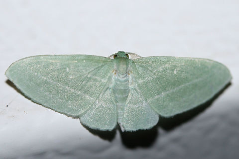 Bad-Wing Moth (Dyspteris abortivaria) At porch lights near an overgrown back yard habitat.
https://www.jungledragon.com/image/65516/bad_wing_moth_dyspteris_abortivaria.html

Interestingly, the Latin and common name for this moth came about  as a result of the smaller hindwings making pinning a difficult task. This often leads to the "abortion" of the task at hand. :) Dyspteris abortivaria,Geotagged,Summer,United States