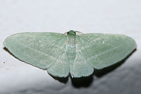 Bad-Wing Moth (Dyspteris abortivaria) At porch lights near an overgrown back yard habitat.<br />
https://www.jungledragon.com/image/65516/bad_wing_moth_dyspteris_abortivaria.html<br />
<br />
Interestingly, the Latin and common name for this moth came about as a result of the smaller hindwings making pinning a difficult task. This often leads to the "abortion" of the task at hand. :) Dyspteris abortivaria,Geotagged,Summer,United States