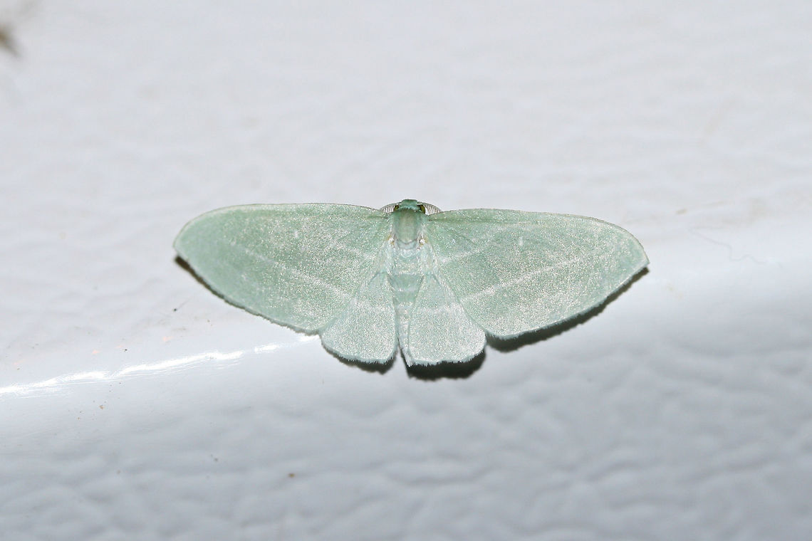 Bad-Wing Moth (Dyspteris abortivaria) At porch lights near an overgrown back yard habitat.<br />
<figure class="photo"><a href="https://www.jungledragon.com/image/65515/bad-wing_moth_dyspteris_abortivaria.html" title="Bad-Wing Moth (Dyspteris abortivaria)"><img src="https://s3.amazonaws.com/media.jungledragon.com/images/3231/65515_thumb.jpg?AWSAccessKeyId=05GMT0V3GWVNE7GGM1R2&Expires=1769040010&Signature=EjVZn5fXunQhGUVevGD7zU1Us3Q%3D" width="200" height="134" alt="Bad-Wing Moth (Dyspteris abortivaria) At porch lights near an overgrown back yard habitat.<br />
https://www.jungledragon.com/image/65516/bad_wing_moth_dyspteris_abortivaria.html<br />
<br />
Interestingly, the Latin and common name for this moth came about  as a result of the smaller hindwings making pinning a difficult task. This often leads to the "abortion" of the task at hand. :) Dyspteris abortivaria,Geotagged,Summer,United States" /></a></figure><br />
Interestingly, the Latin and common name for this moth came about  as a result of the smaller hindwings making pinning a difficult task. This often leads to the "abortion" of the task at hand. :) Dyspteris abortivaria,Geotagged,Summer,United States
