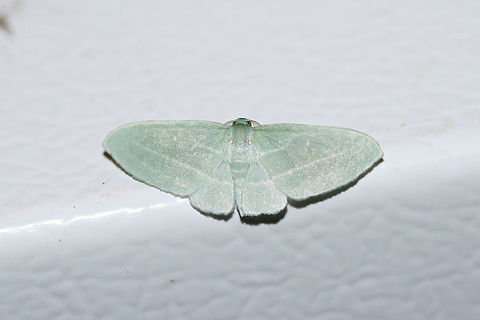 Bad-Wing Moth (Dyspteris abortivaria) At porch lights near an overgrown back yard habitat.
https://www.jungledragon.com/image/65515/bad_wing_moth_dyspteris_abortivaria.html
Interestingly, the Latin and common name for this moth came about  as a result of the smaller hindwings making pinning a difficult task. This often leads to the "abortion" of the task at hand. :) Dyspteris abortivaria,Geotagged,Summer,United States