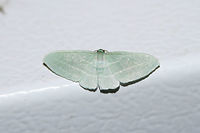 Bad-Wing Moth (Dyspteris abortivaria) At porch lights near an overgrown back yard habitat.<br />
https://www.jungledragon.com/image/65515/bad_wing_moth_dyspteris_abortivaria.html<br />
Interestingly, the Latin and common name for this moth came about as a result of the smaller hindwings making pinning a difficult task. This often leads to the "abortion" of the task at hand. :) Dyspteris abortivaria,Geotagged,Summer,United States