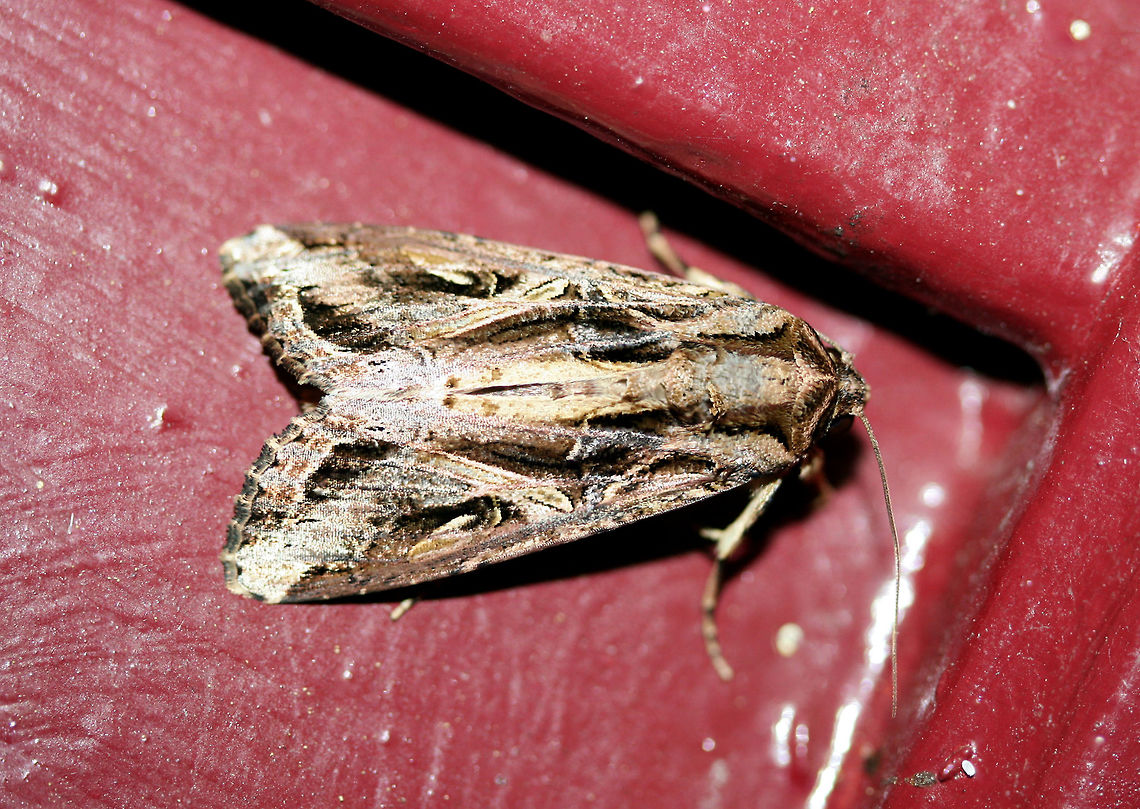 Sweetpotato Armyworm Moth (Spodoptera dolichos) At porch lights near an overgrown backyard habitat.<br />
<br />
This moth is very similar to The Yellow-Striped Armyworm Moth (Spodoptera ornithogalli), however, it can be differentiated by a leaf-shaped spot above the reniform spot on the forewing. See this image on BugGuide for a better look:<br />
<a href="https://bugguide.net/node/view/873319" rel="nofollow">https://bugguide.net/node/view/873319</a><br />
<figure class="photo"><a href="https://www.jungledragon.com/image/65523/sweetpotato_armyworm_moth_spodoptera_dolichos.html" title="Sweetpotato Armyworm Moth (Spodoptera dolichos)"><img src="https://s3.amazonaws.com/media.jungledragon.com/images/3231/65523_thumb.jpg?AWSAccessKeyId=05GMT0V3GWVNE7GGM1R2&Expires=1767225610&Signature=vZXbtjABYeYOnCtBJ82px7esIYw%3D" width="102" height="152" alt="Sweetpotato Armyworm Moth (Spodoptera dolichos) At porch lights near an overgrown backyard habitat.<br />
<br />
This moth is very similar to The Yellow-Striped Armyworm Moth (Spodoptera ornithogalli), however, it can be differentiated by a leaf-shaped spot above the reniform spot on the forewing. See this image on BugGuide for a better look:<br />
https://bugguide.net/node/view/873319<br />
https://www.jungledragon.com/image/65518/sweetpotato_armyworm_moth_spodoptera_dolichos.html Geotagged,Spodoptera dolichos,Summer,Sweet Potato Armyworm Moth,United States" /></a></figure> Geotagged,Spodoptera dolichos,Summer,United States