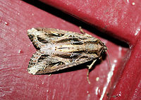 Sweetpotato Armyworm Moth (Spodoptera dolichos) At porch lights near an overgrown backyard habitat.<br />
<br />
This moth is very similar to The Yellow-Striped Armyworm Moth (Spodoptera ornithogalli), however, it can be differentiated by a leaf-shaped spot above the reniform spot on the forewing. See this image on BugGuide for a better look:<br />
https://bugguide.net/node/view/873319<br />
https://www.jungledragon.com/image/65523/sweetpotato_armyworm_moth_spodoptera_dolichos.html Geotagged,Spodoptera dolichos,Summer,United States