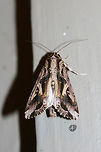 Sweetpotato Armyworm Moth (Spodoptera dolichos) At porch lights near an overgrown backyard habitat.<br />
<br />
This moth is very similar to The Yellow-Striped Armyworm Moth (Spodoptera ornithogalli), however, it can be differentiated by a leaf-shaped spot above the reniform spot on the forewing. See this image on BugGuide for a better look:<br />
https://bugguide.net/node/view/873319<br />
https://www.jungledragon.com/image/65518/sweetpotato_armyworm_moth_spodoptera_dolichos.html Geotagged,Spodoptera dolichos,Summer,Sweet Potato Armyworm Moth,United States