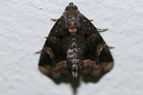 Black Wedge-Spot (Homophoberia apicosa) At porch lights near an overgrown backyard habitat. Geotagged,Homophoberia apicosa,Summer,United States