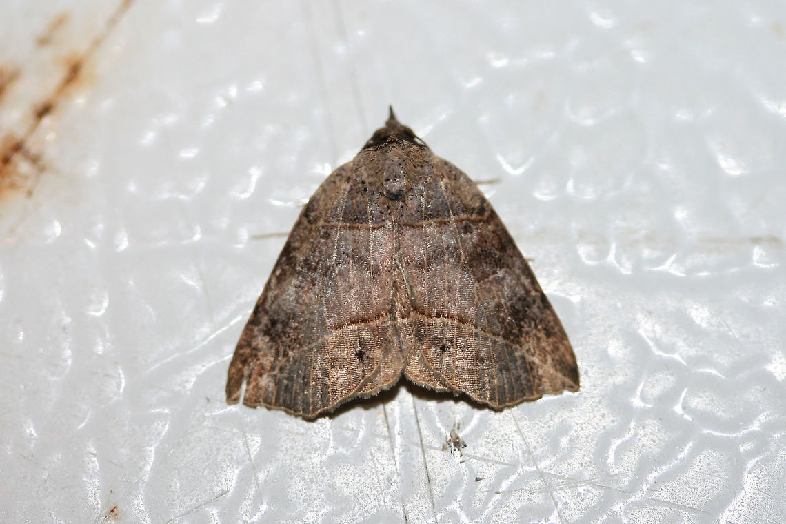 Thin-Lined Owlet (Isogona tenuis) At porch lights near an overgrown backyard habitat.<br />
 Geotagged,Isogona tenuis,Summer,United States
