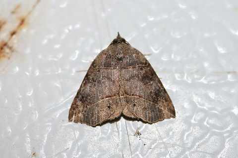 Thin-Lined Owlet (Isogona tenuis) At porch lights near an overgrown backyard habitat.
 Geotagged,Isogona tenuis,Summer,United States