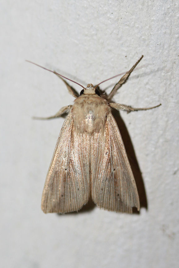 Adjutant Wainscot (Leucania adjuta) At porch lights near an overgrown backyard habitat.<br />
 Geotagged,Leucania adjuta,Summer,United States