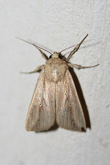 Adjutant Wainscot (Leucania adjuta) At porch lights near an overgrown backyard habitat.
 Geotagged,Leucania adjuta,Summer,United States