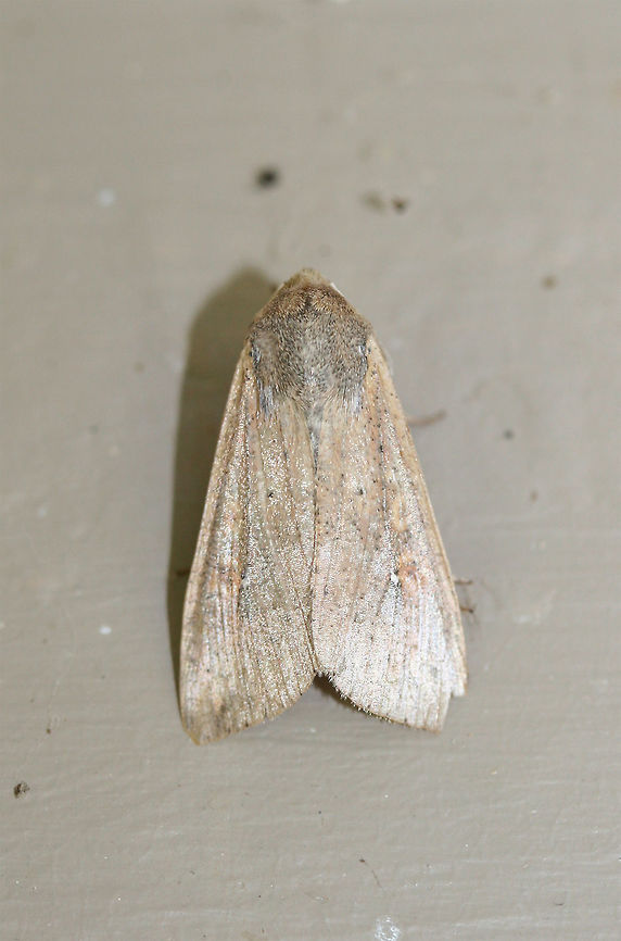 White-Speck (Mythimna unipuncta)? TENTATIVE ID. Not entirely sure of the ID on this worn moth.<br />
At porch lights near an overgrown back yard habitat. Geotagged,Mythimna unipuncta,Summer,United States