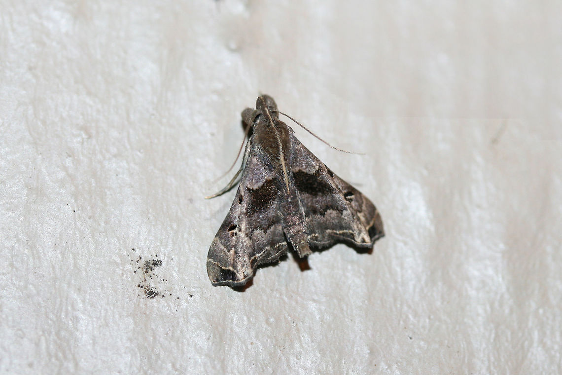 Faint-Spotted Palthis Moth (Palthis asopialis) At porch lights near an overgrown back yard habitat.<br />
 Geotagged,Palthis asopialis,Summer,United States